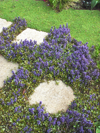Ajuga 'Chocolate Chip'